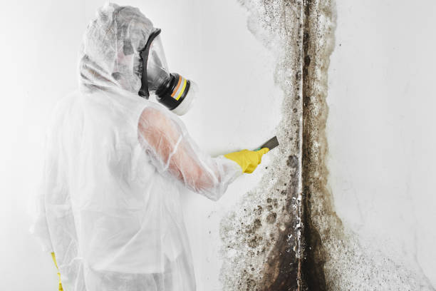 Best Residential Mold Removal  in Atascocita, TX