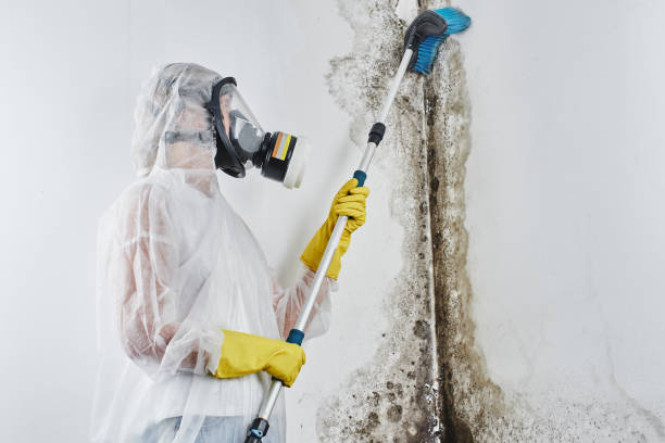 Mold Removal and Inspection in Atascocita, TX