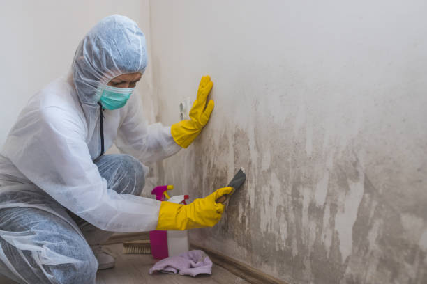 Best Mold Damage Repair  in Atascocita, TX