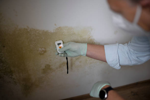 Certified Mold Removal in Atascocita, TX