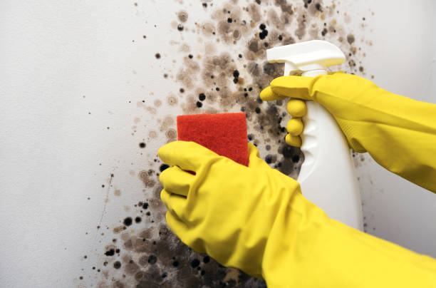 Best Attic Mold Removal  in Atascocita, TX