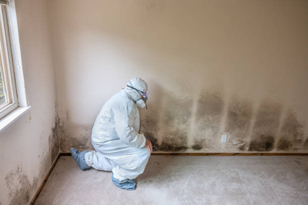 Best Professional Mold Removal  in Atascocita, TX