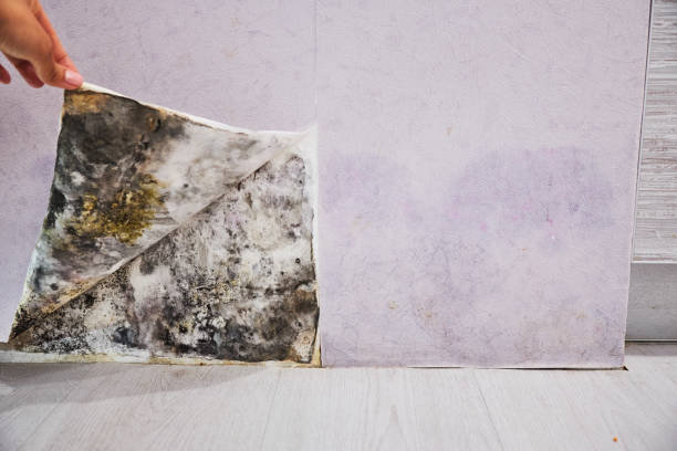 Best Certified Mold Removal  in Atascocita, TX